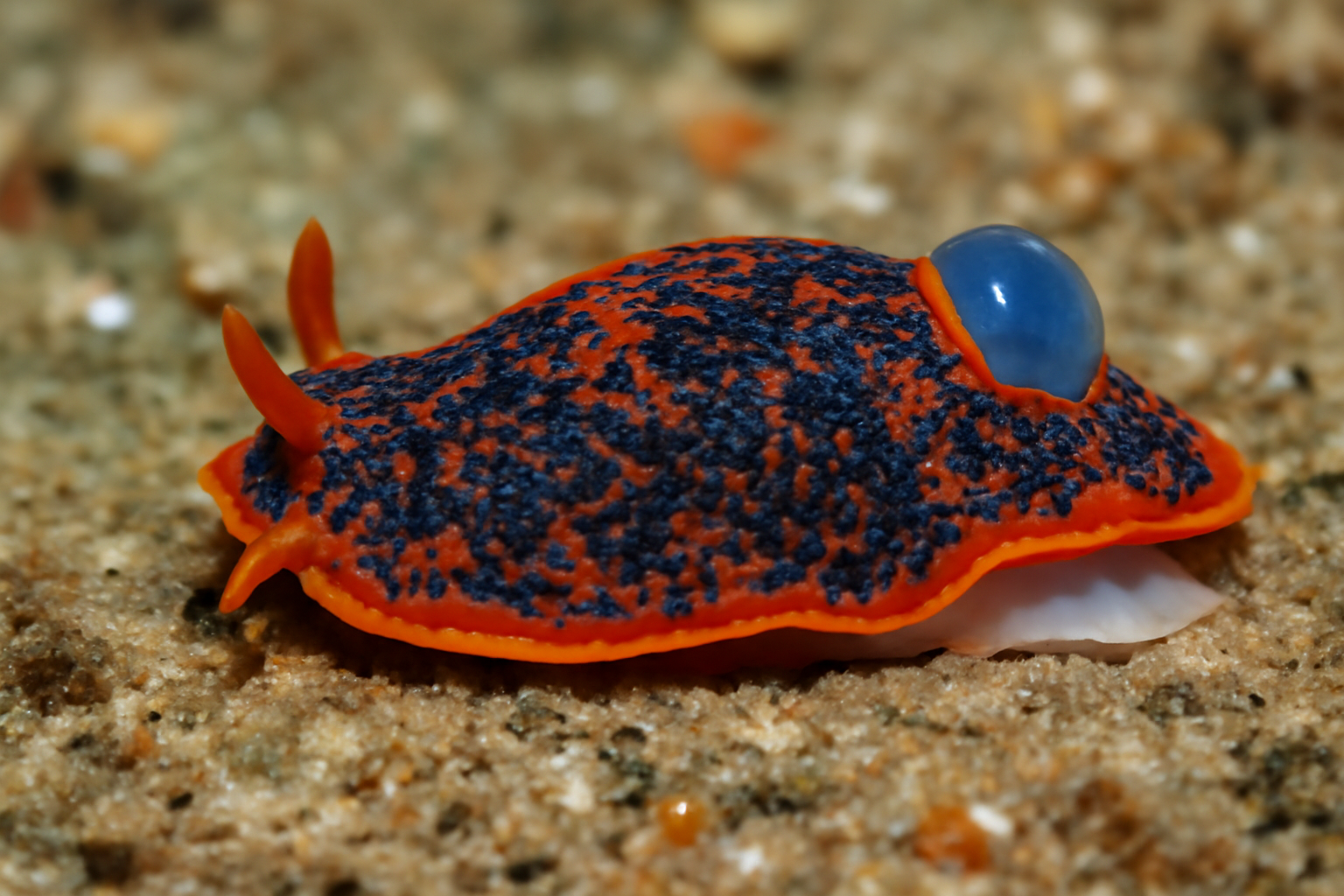 Cyllopus Sea Slug