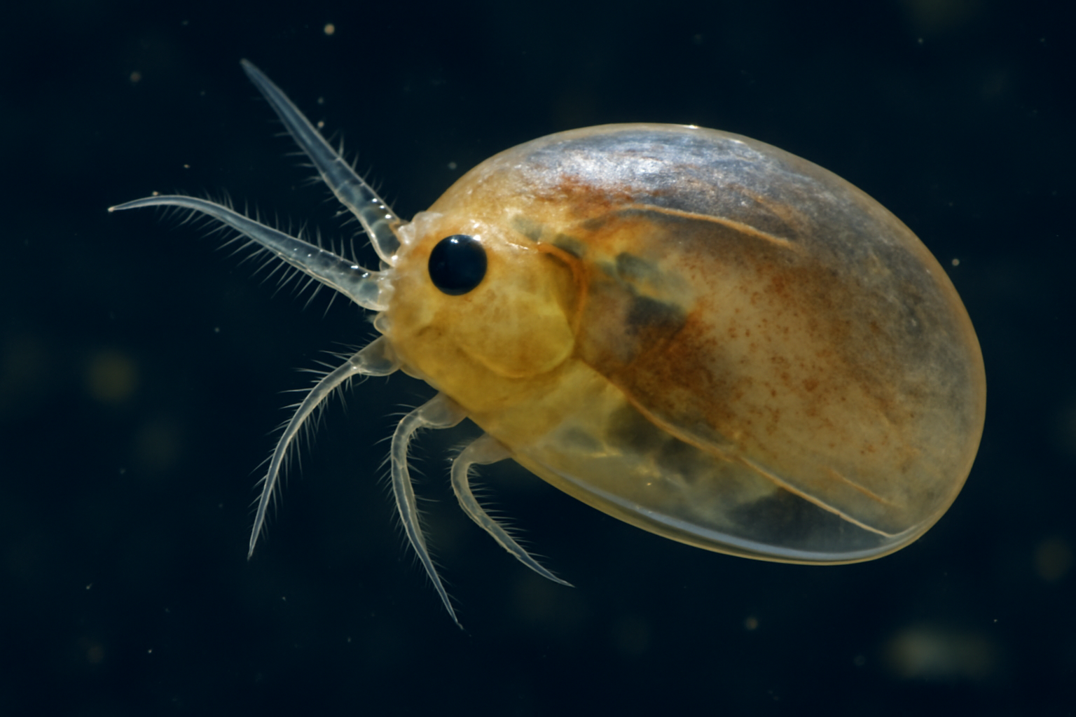 Southern Ostracod