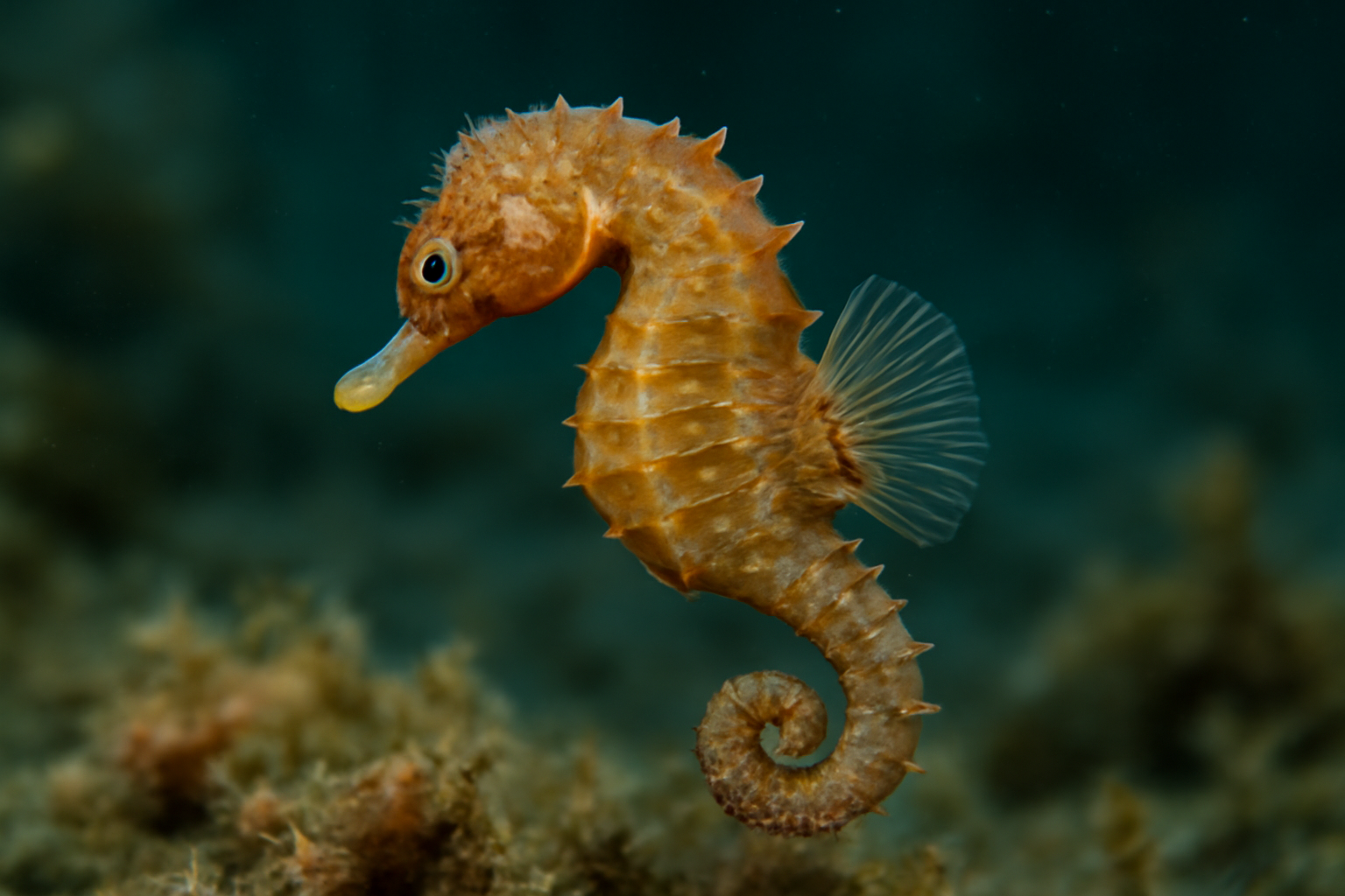 Miracia Seahorse