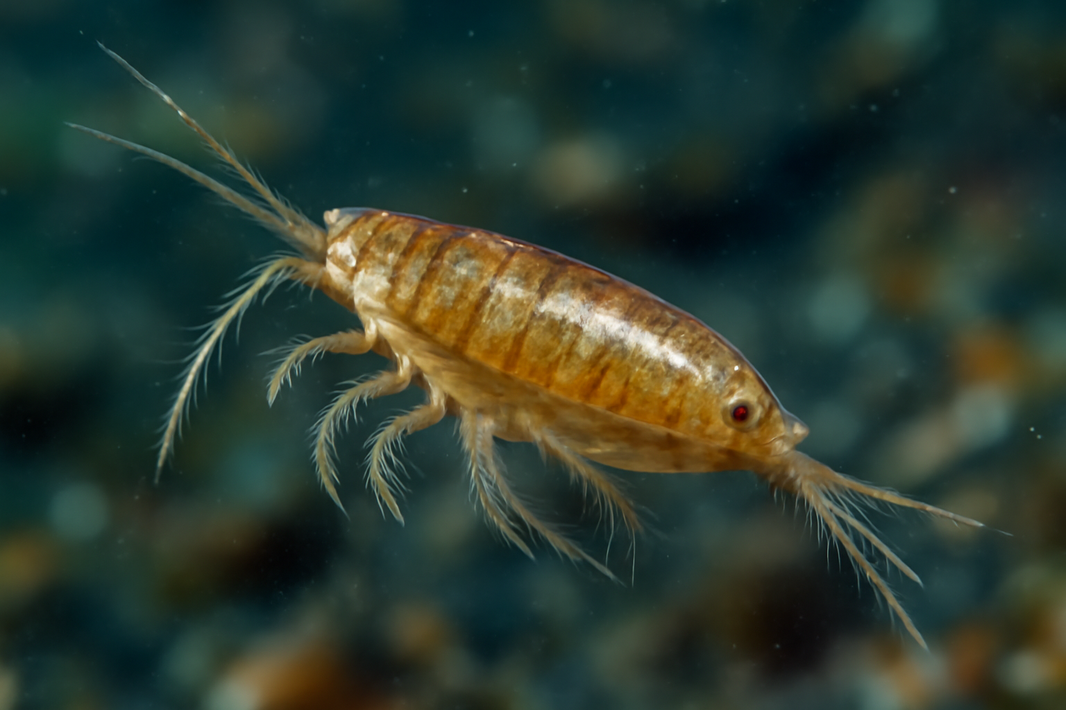 Tropical Scolecithricoides