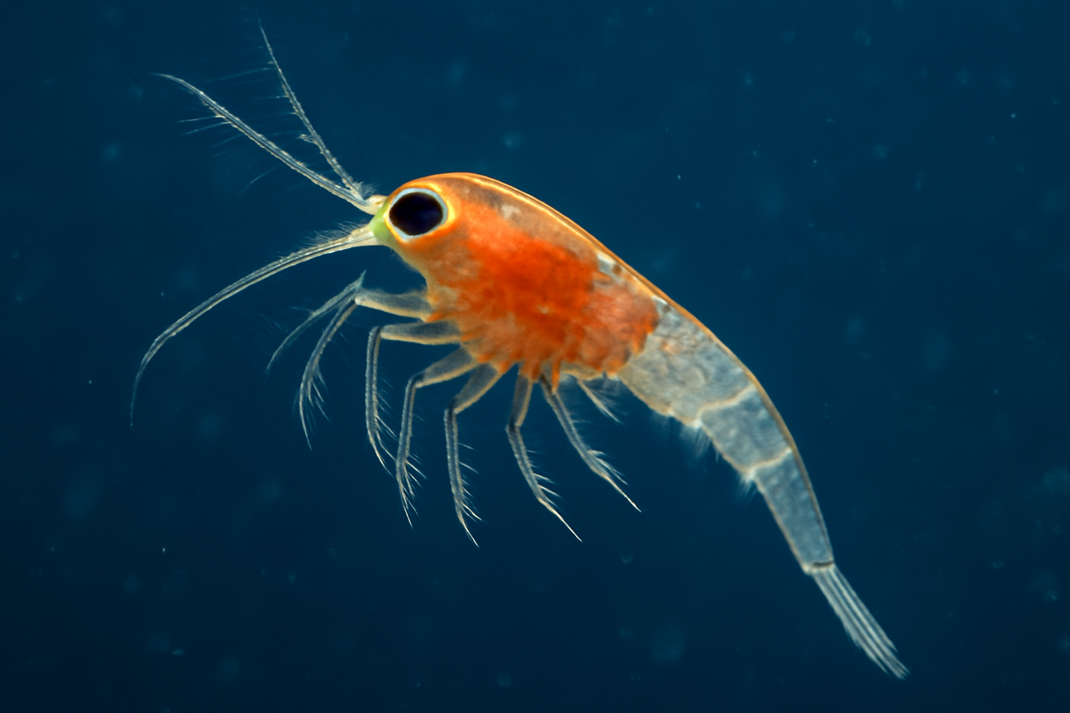 Lucifer copepod