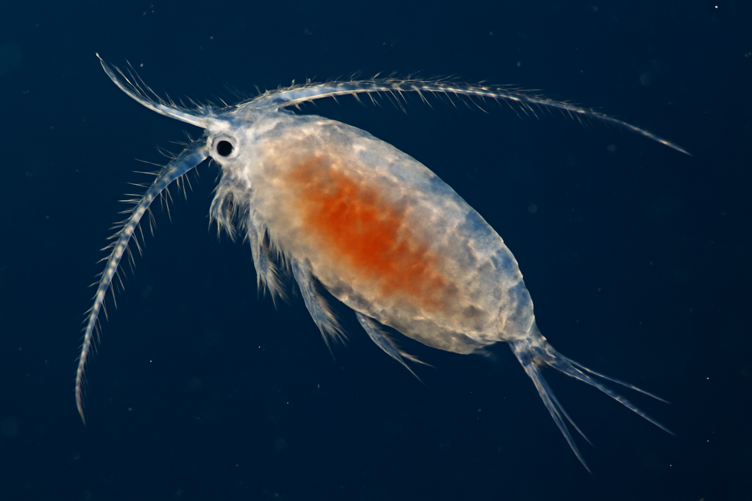 North Atlantic deep-sea copepod