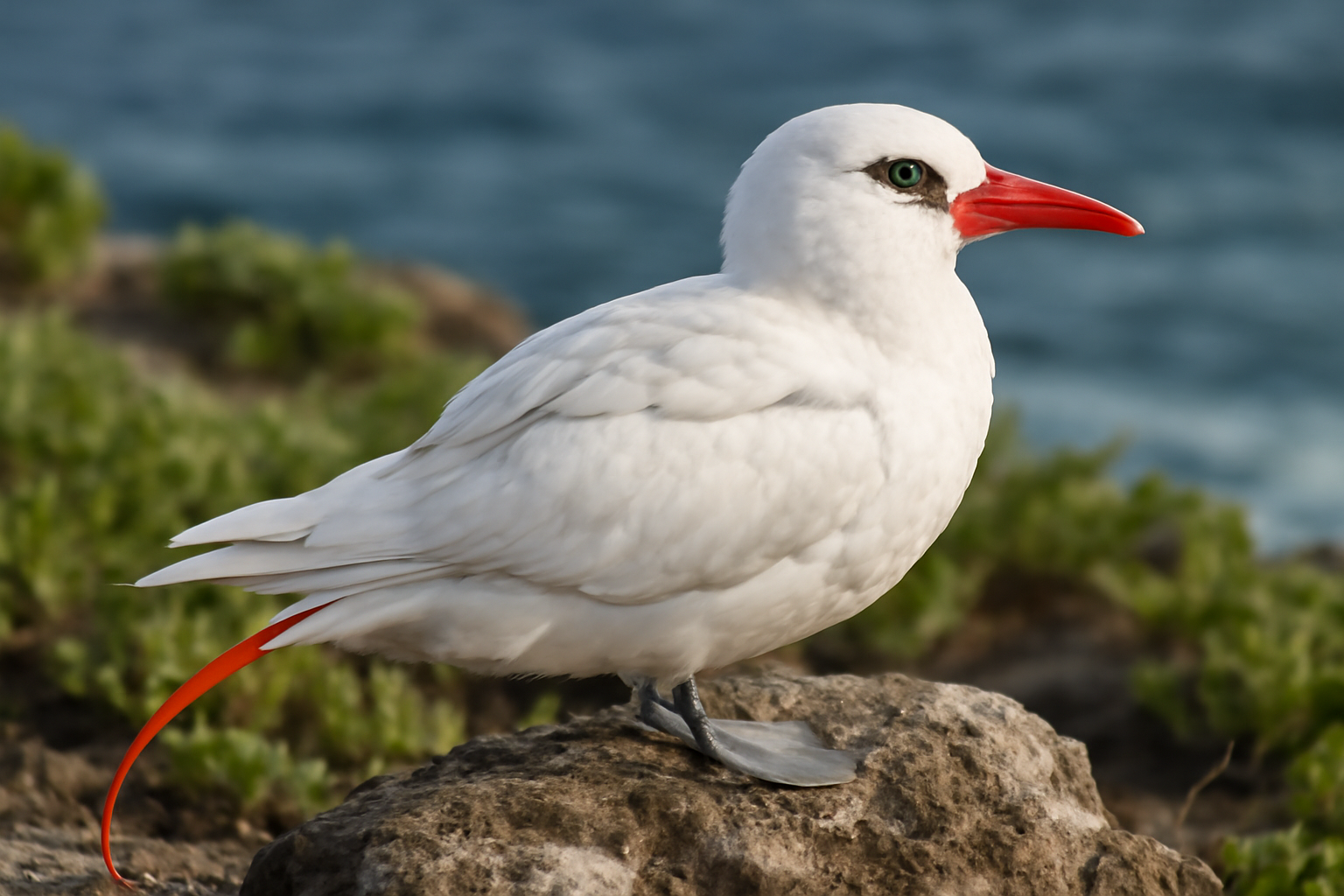 Red-tailed Tropicbird
