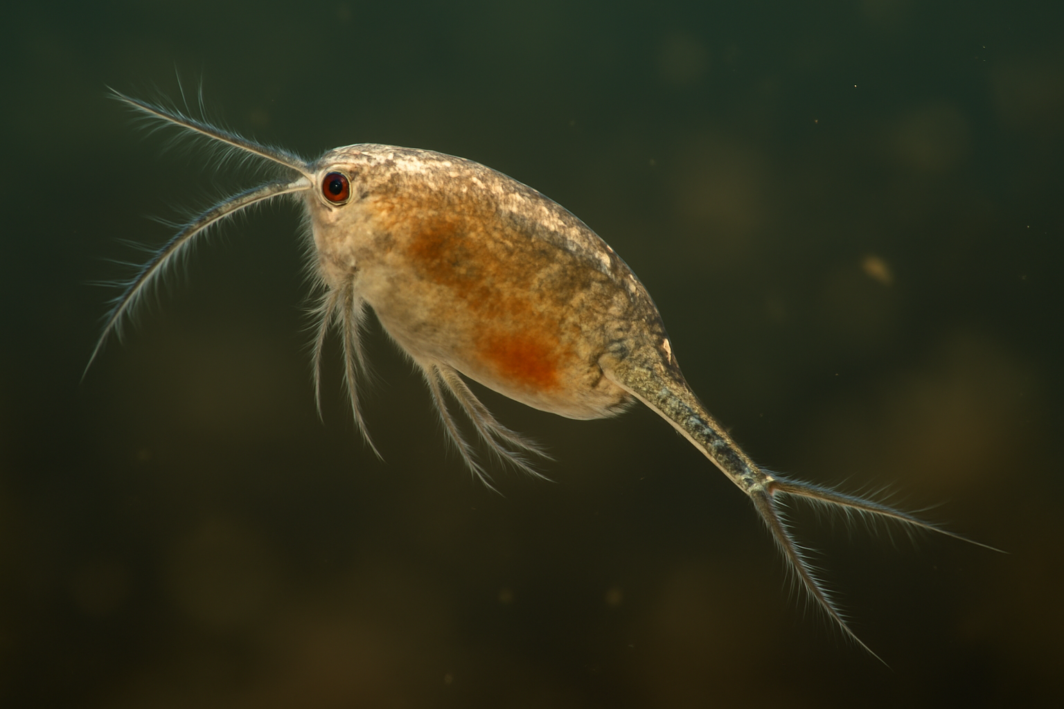 Sri Lanka Diaptomid