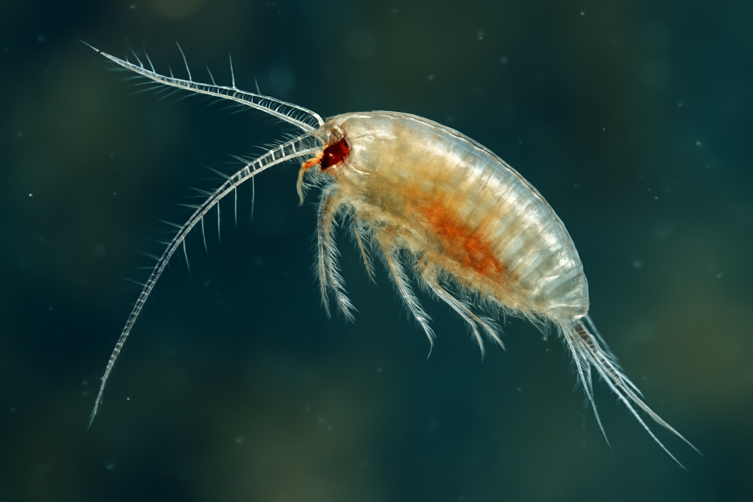 Aegean Sea brackish copepod