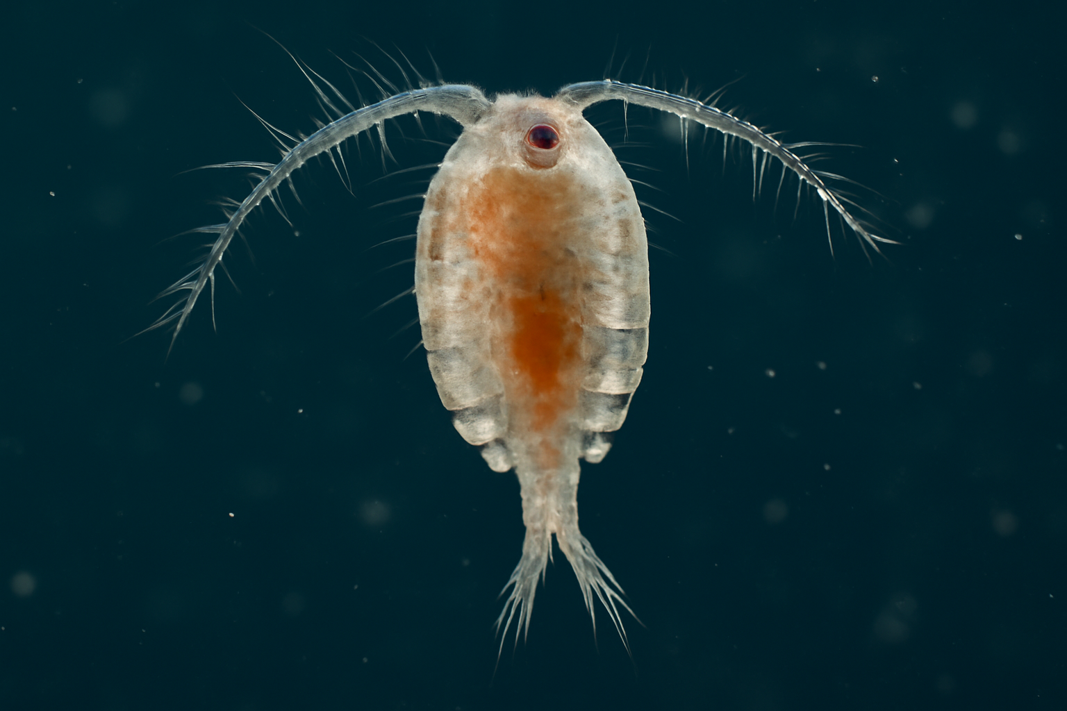 Caspian Sea copepod