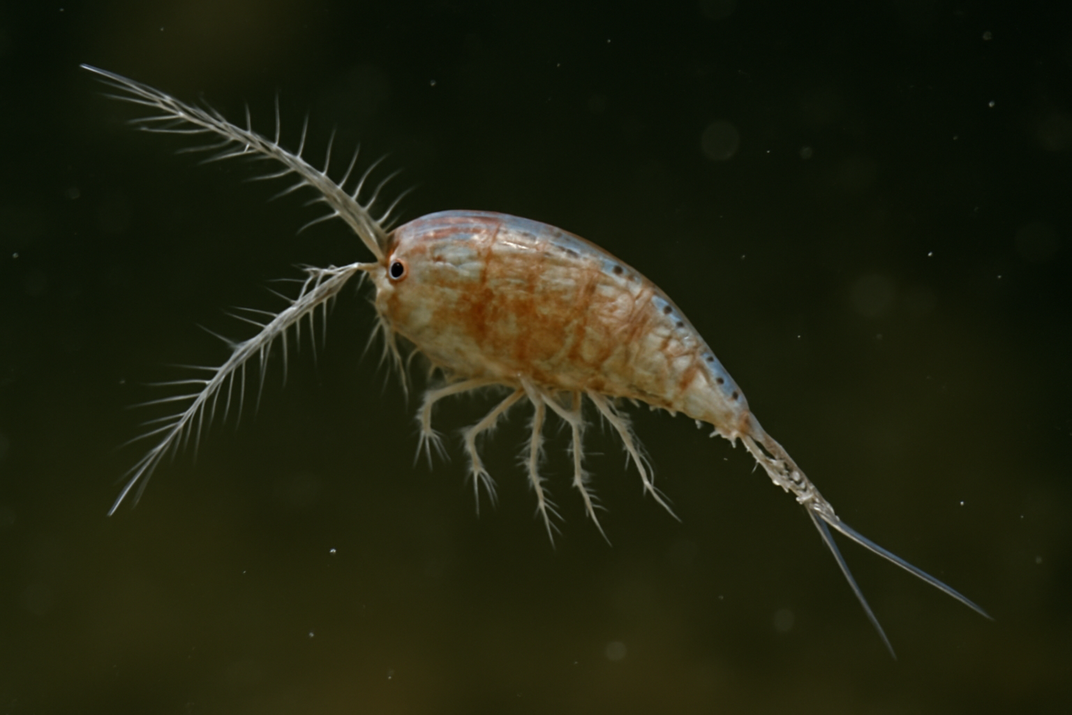 Northern Diaptomid