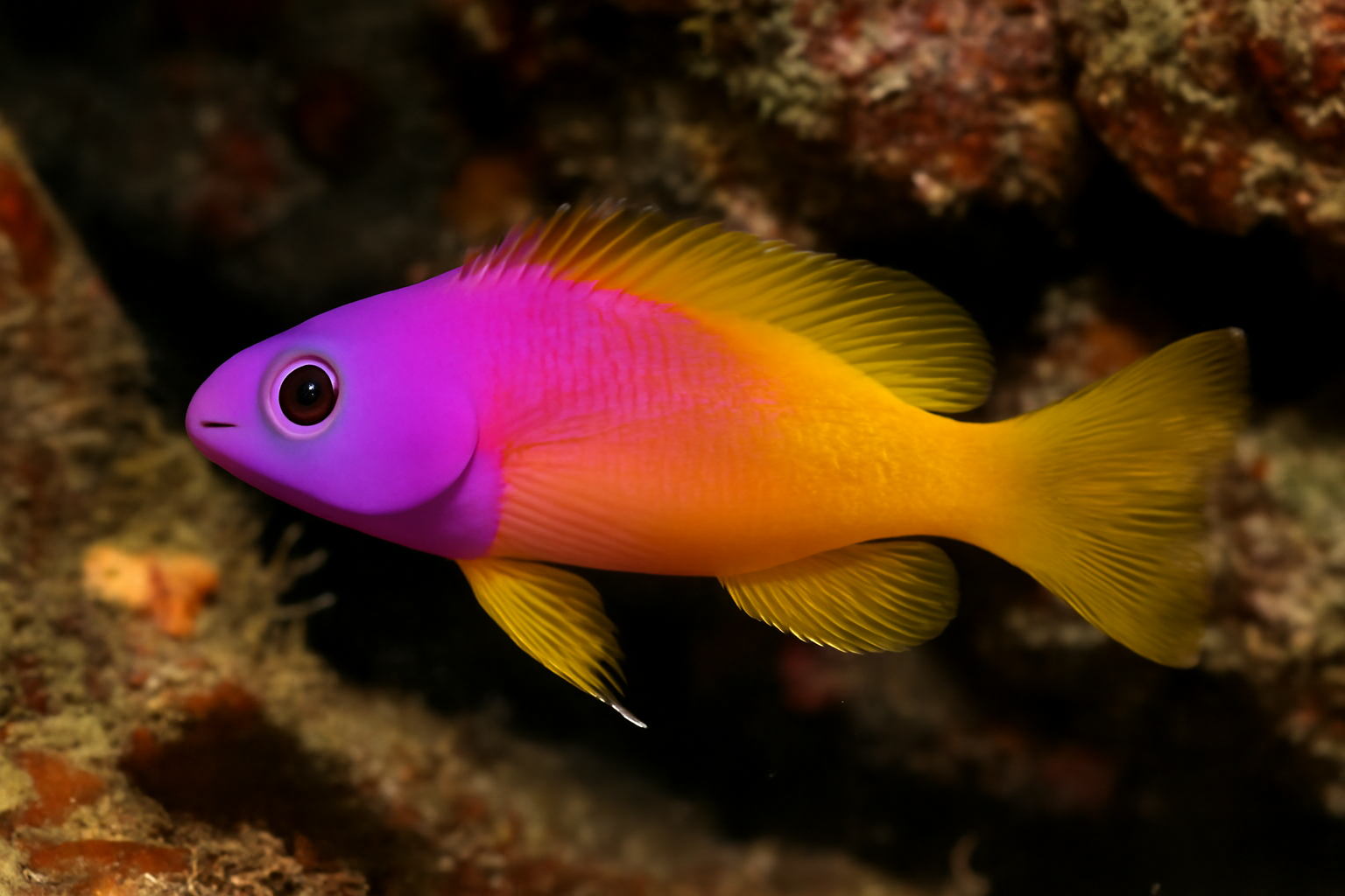Panama Fairy Basslet