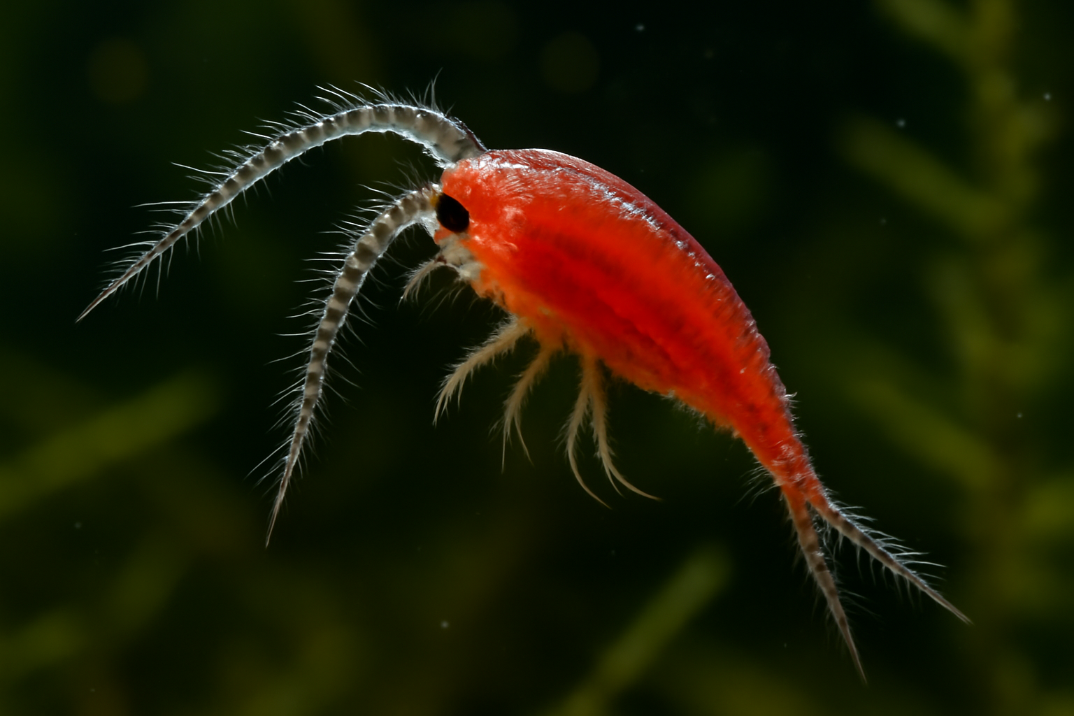 Red-body Megacyclops