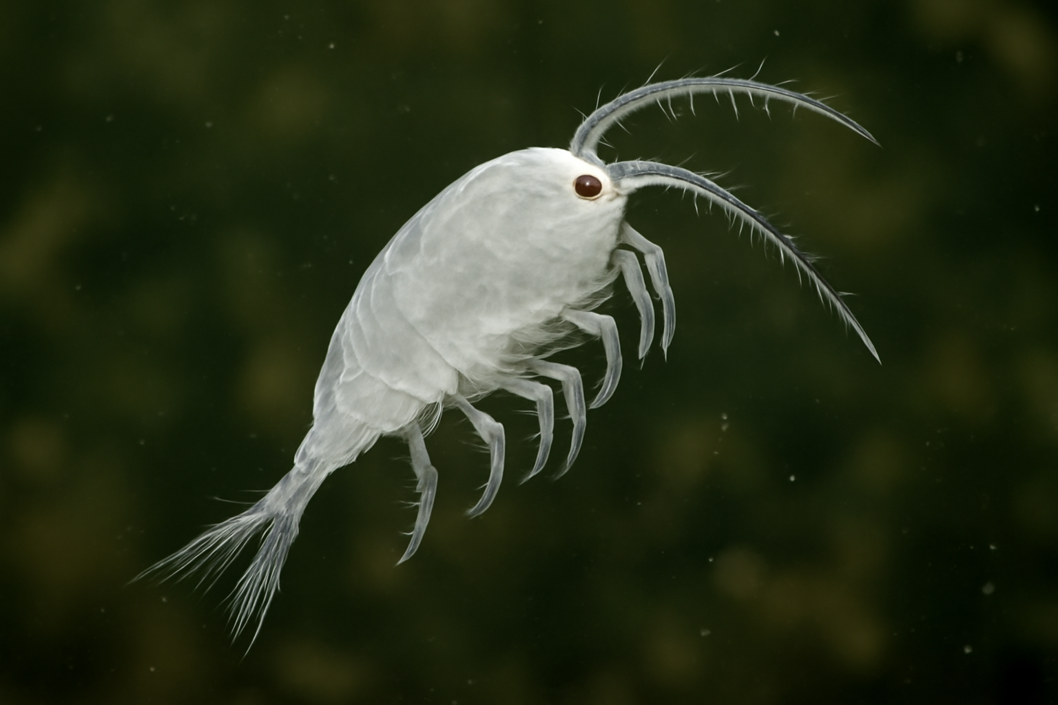 White Megacyclops
