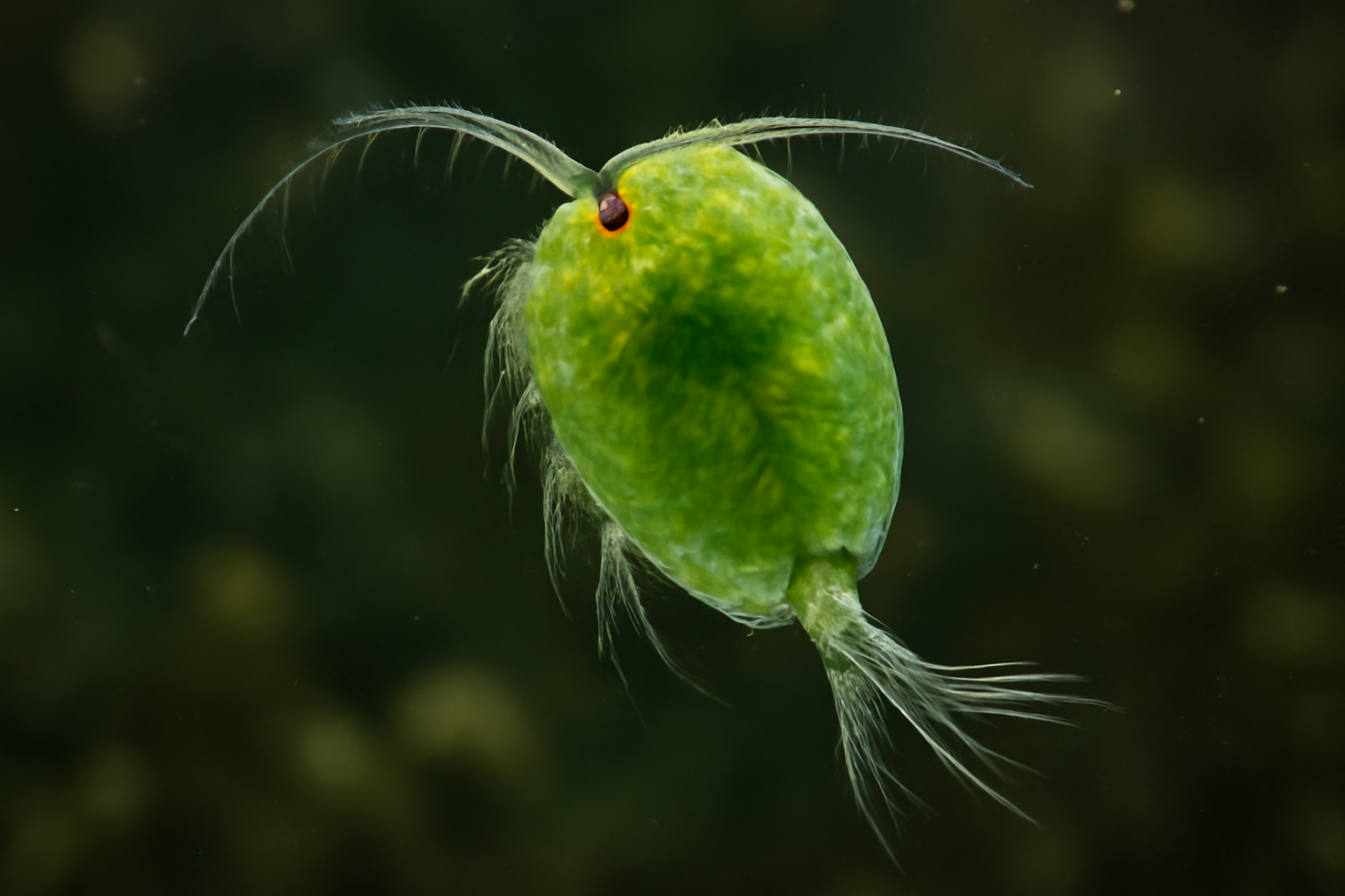 Green Cyclops