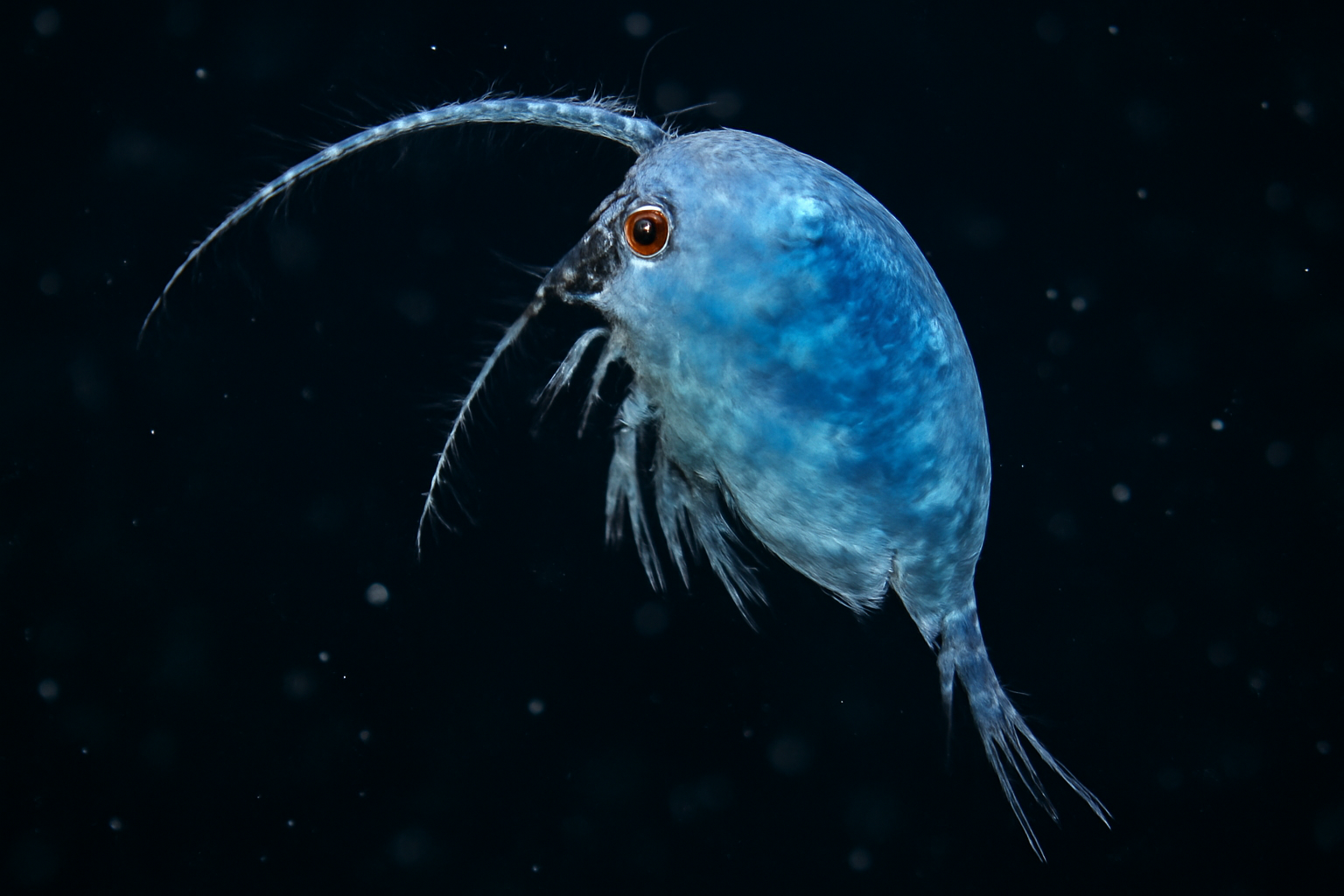 Blue Cyclops