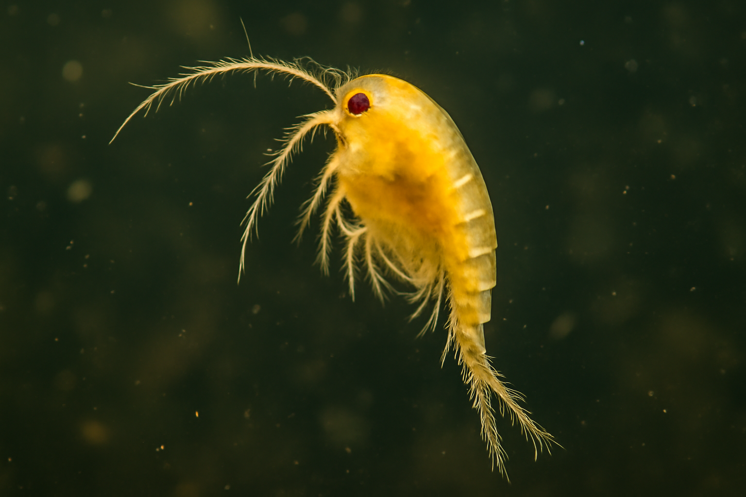 Yellow Cyclops