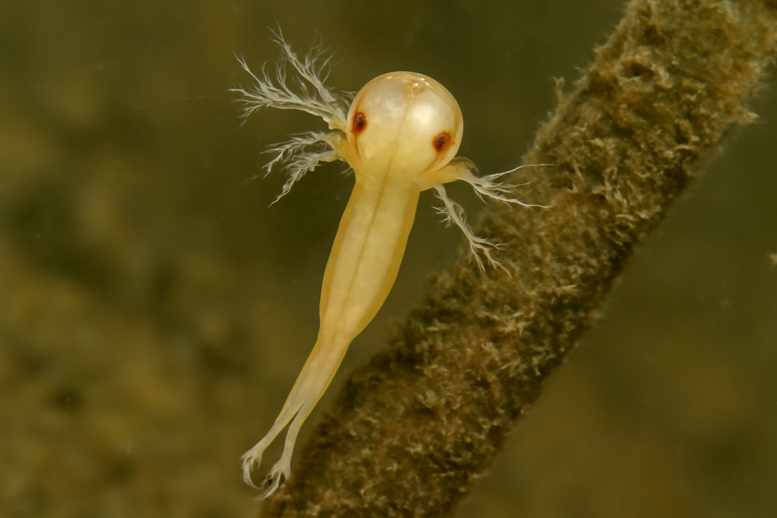 Achtheres percarum