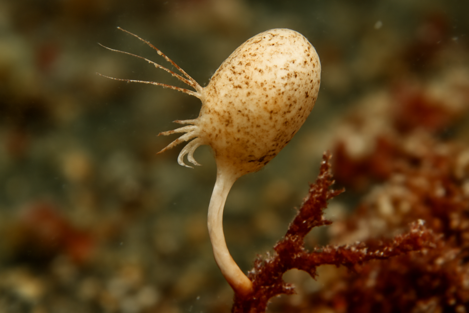 Stout Clavella