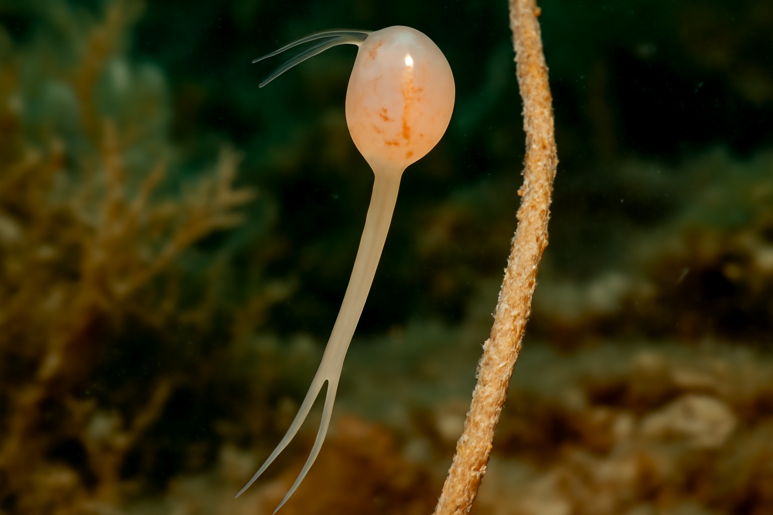 Slender Clavella