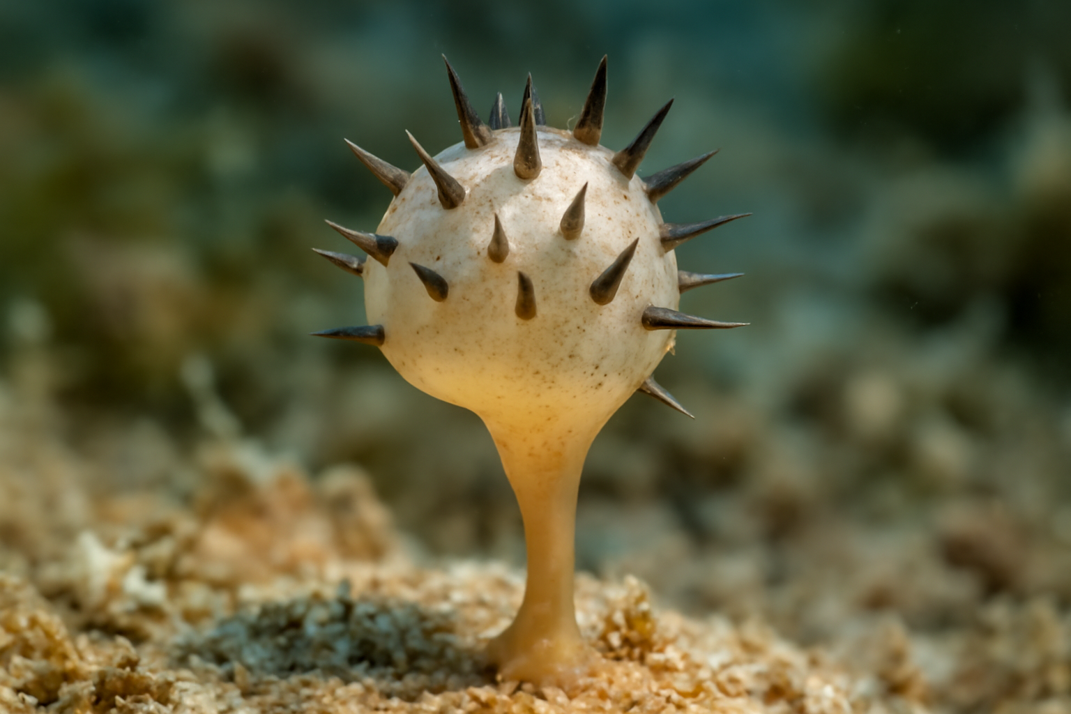 Spiny Clavella
