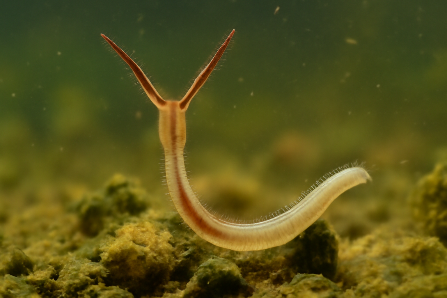 Anchor worm