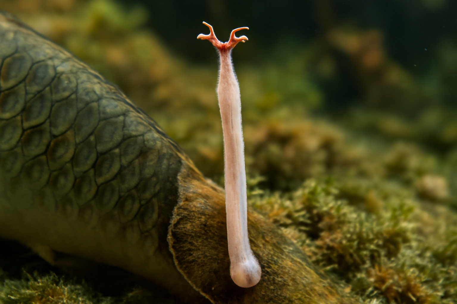 Carapace anchor worm