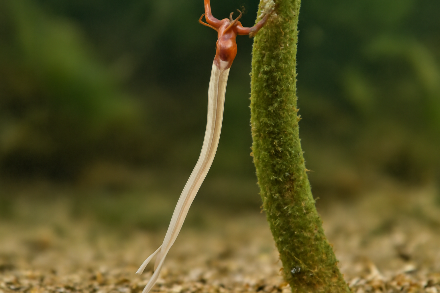 Elongate anchor worm
