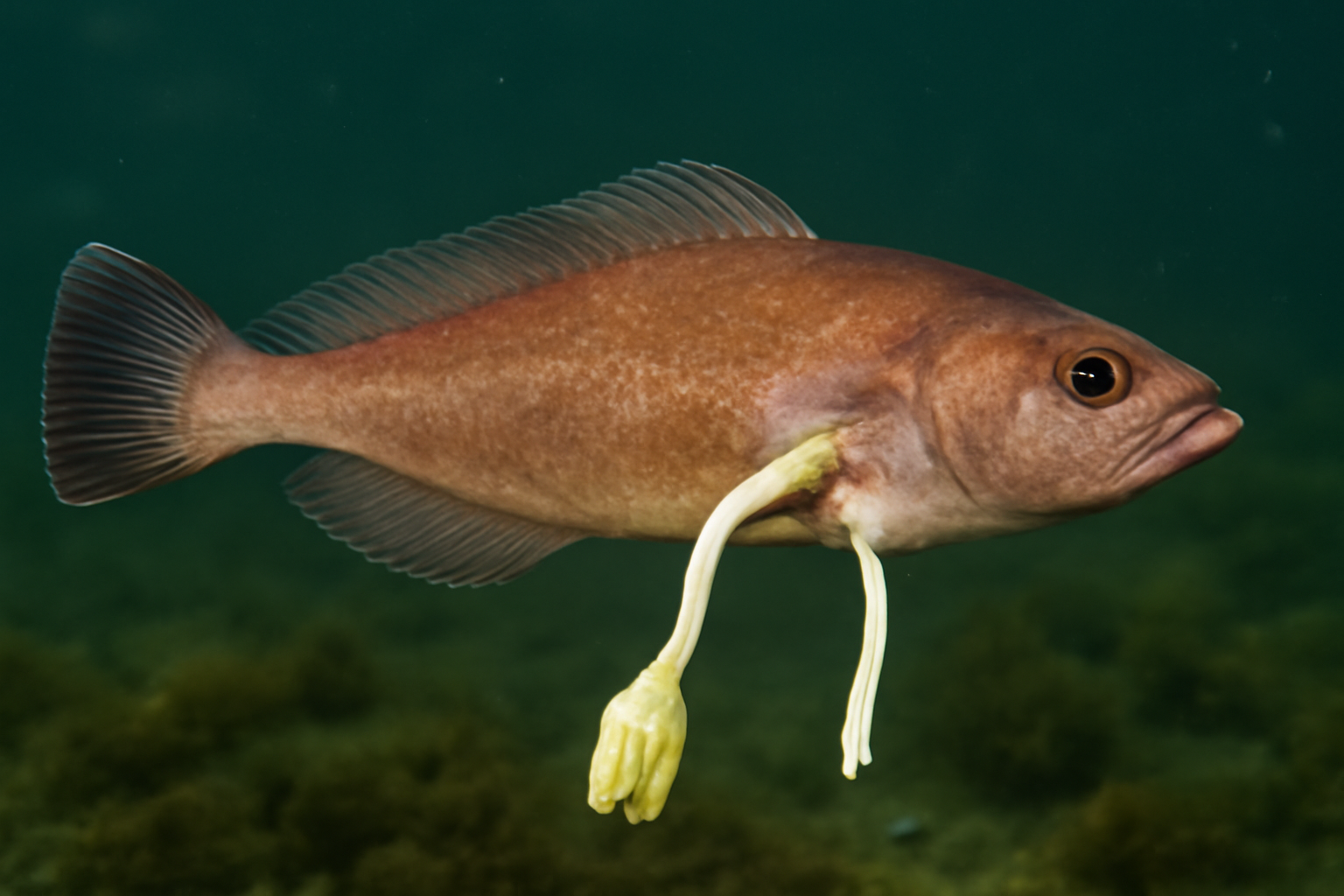 Ragfish Lernaeenicus