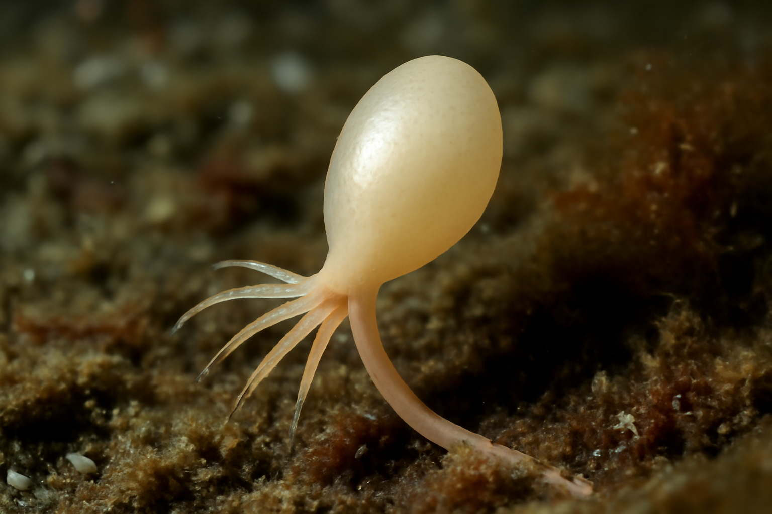 Japanese Lernaeopsis