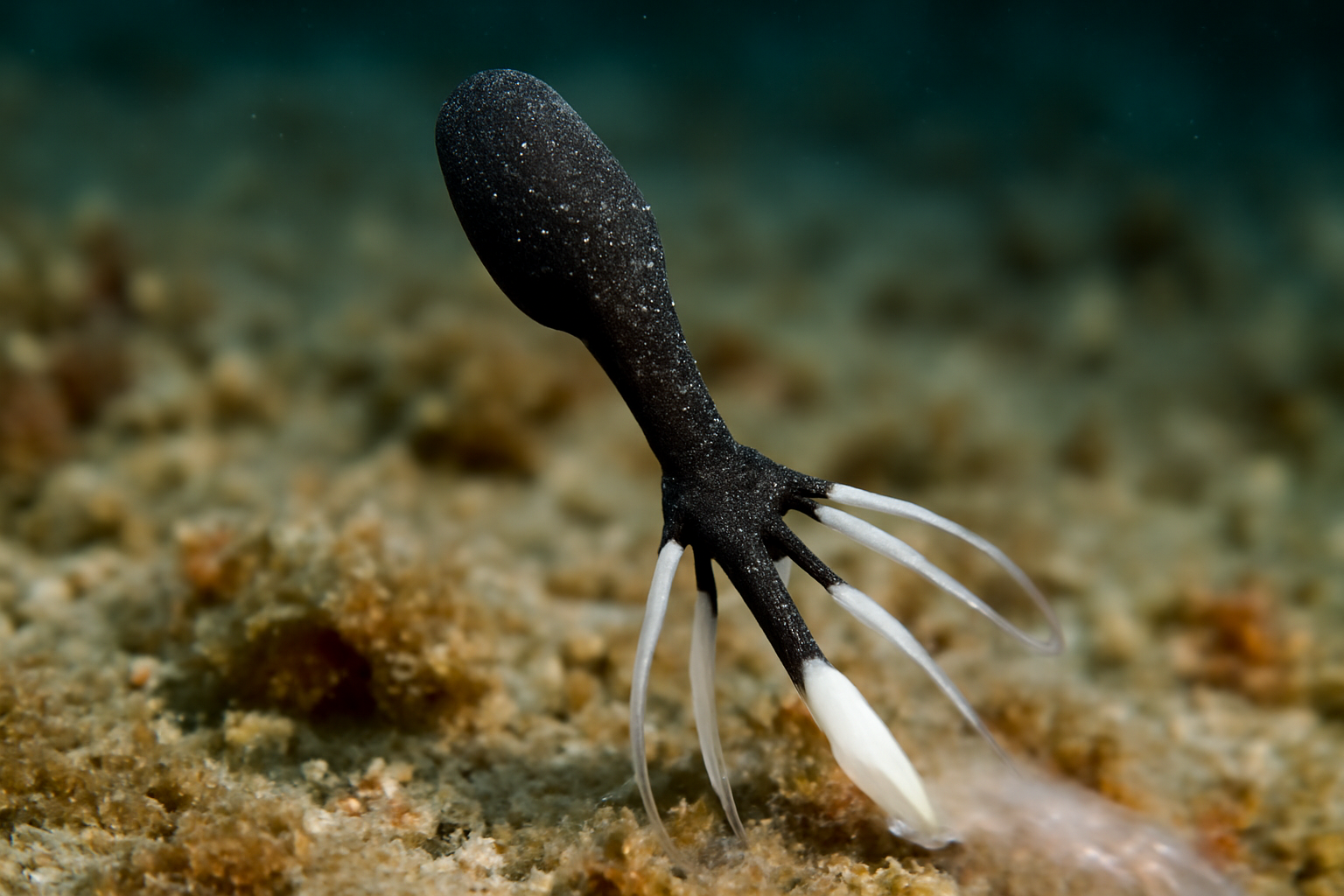 Black Sea Lernaeopsis