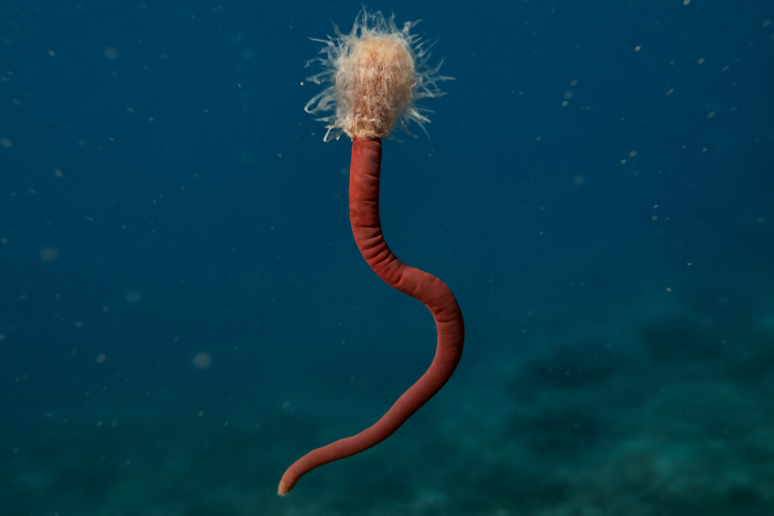 Pennella sagitta