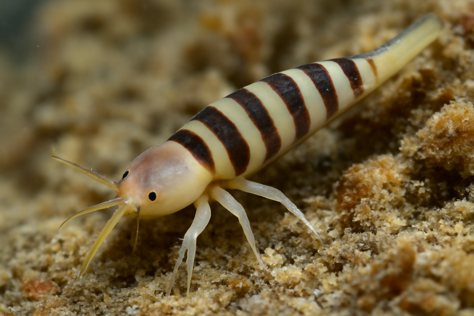 Striped Pseudolernaea