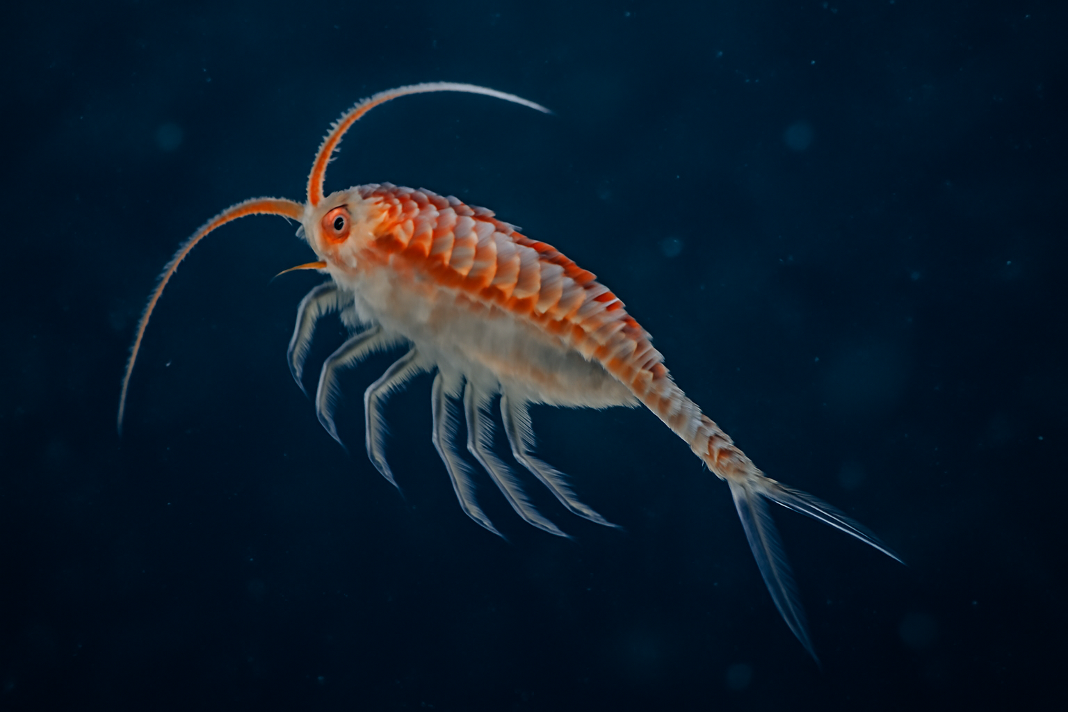 Serrated aetideus
