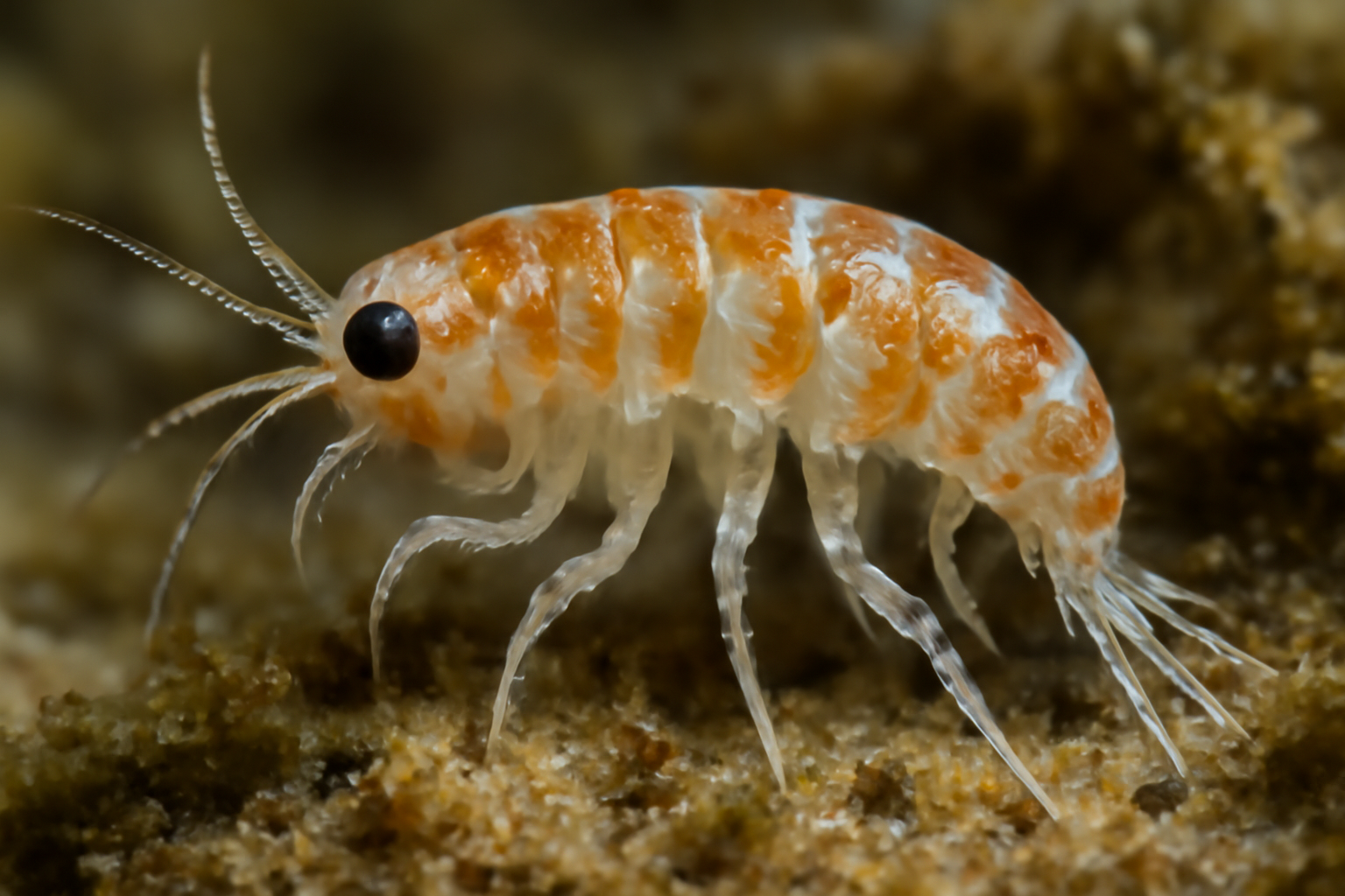 Marine Amphipod Ameira Parvula