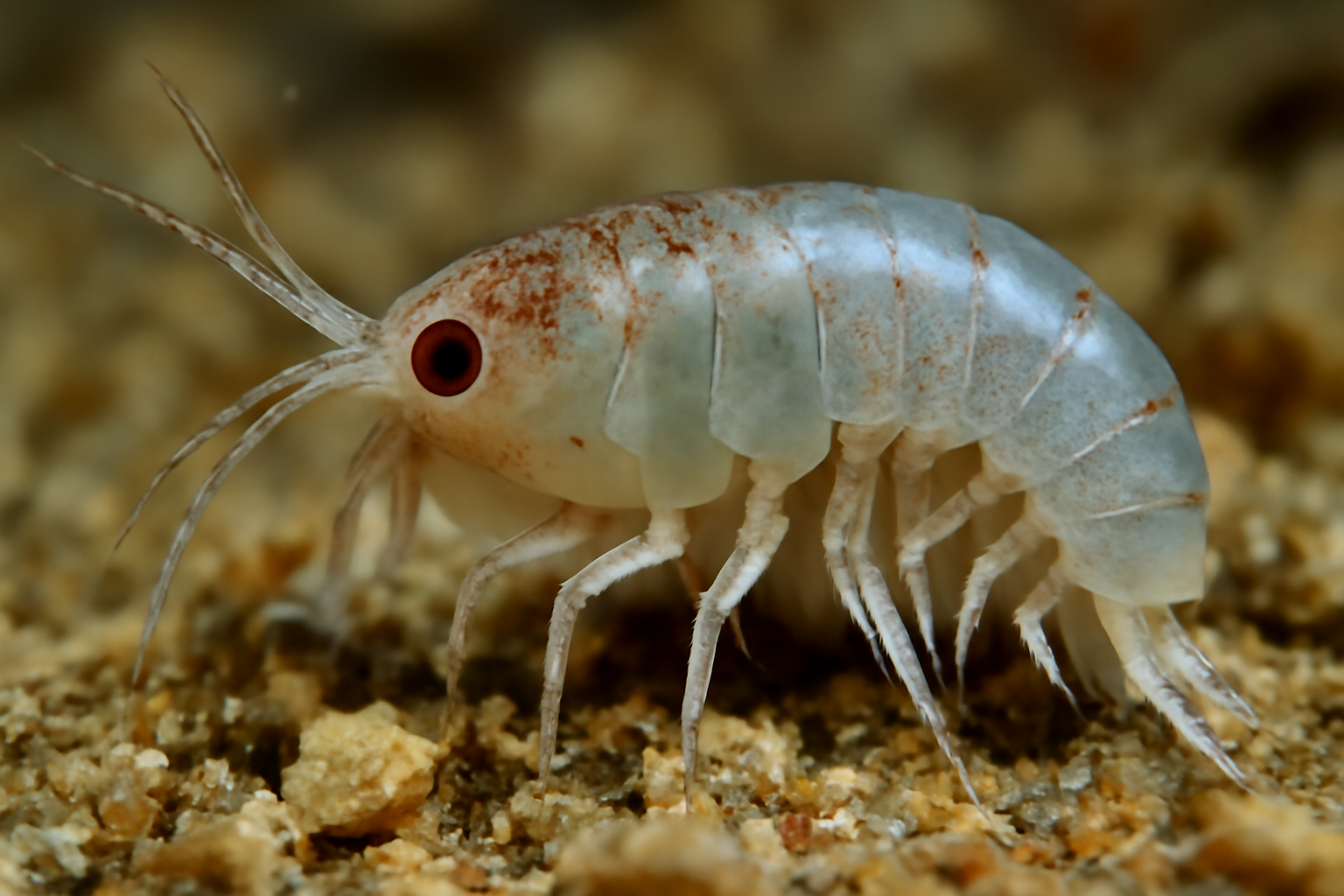 Marine Amphipod Ameira Bifida