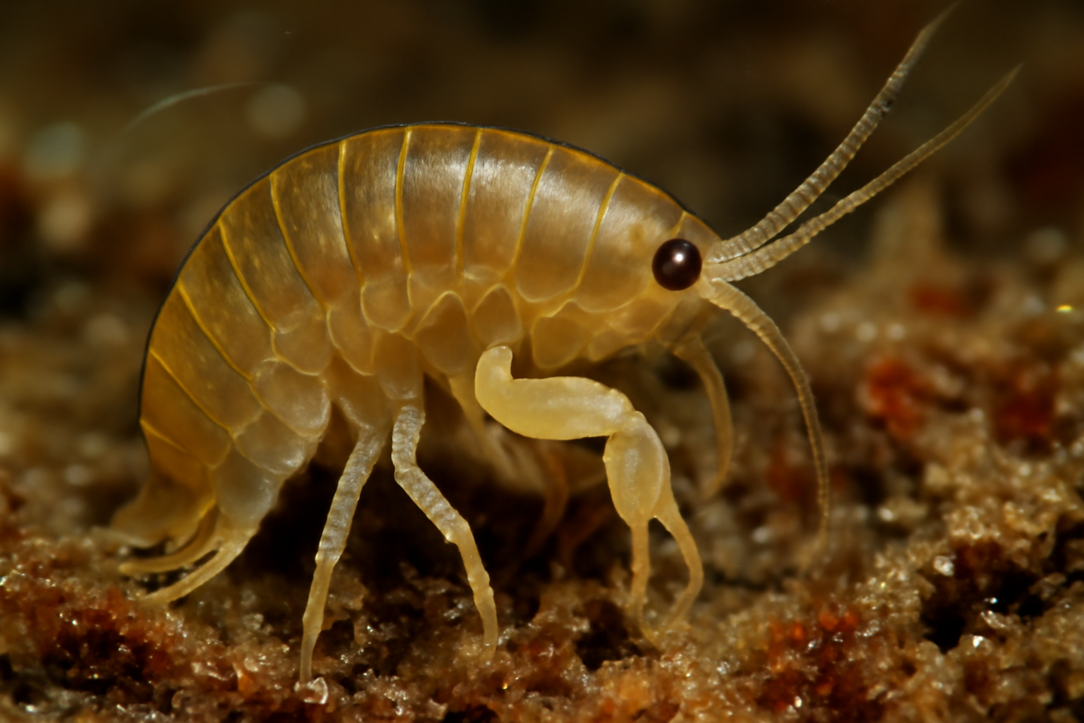 Marine Amphipod Ameira Longimana