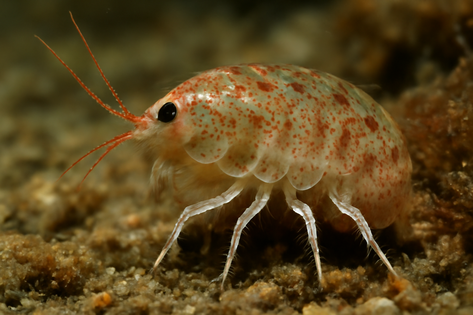 Ameiropsis ameiropsis