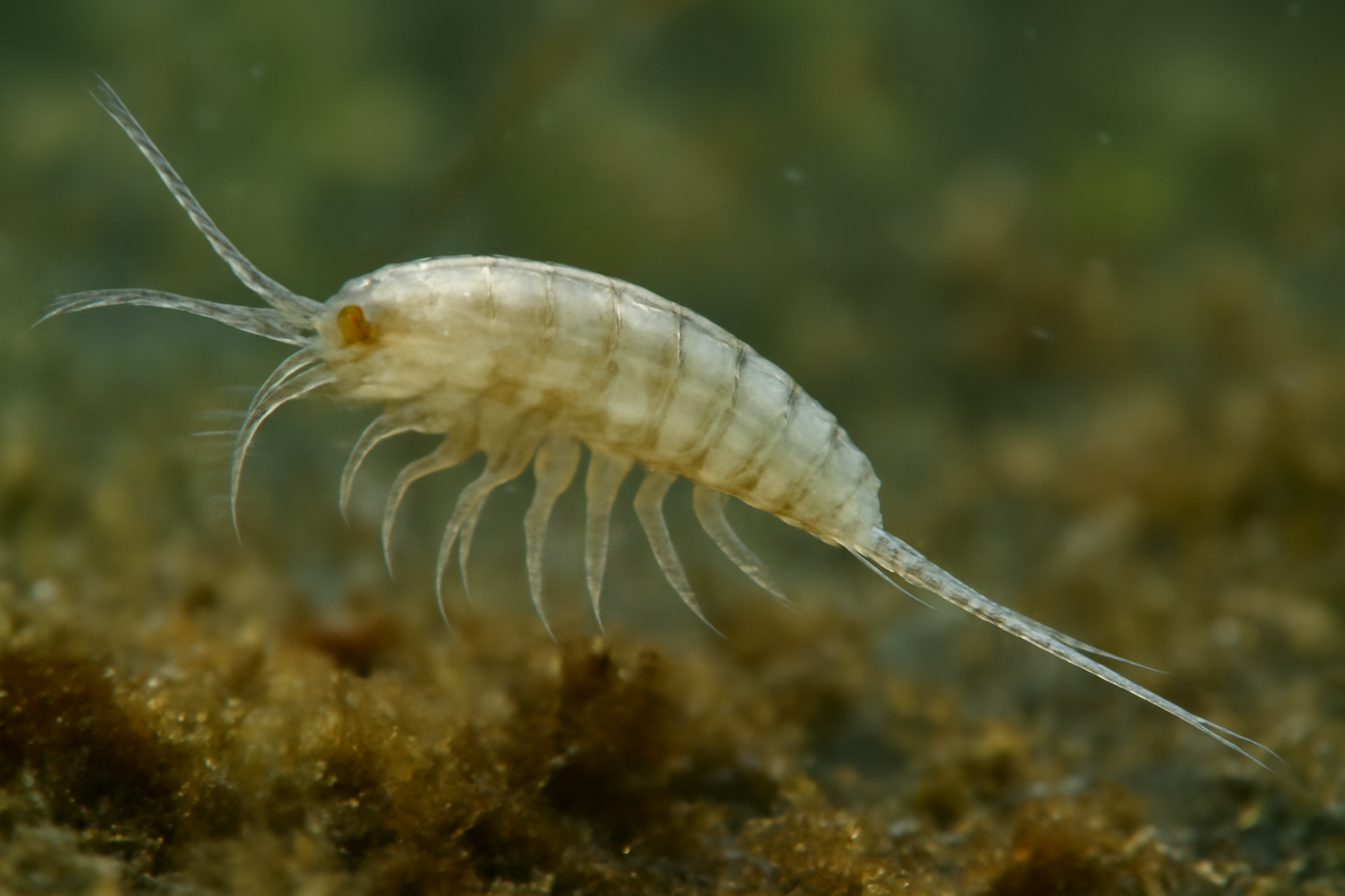 Cletodes longicaudatus