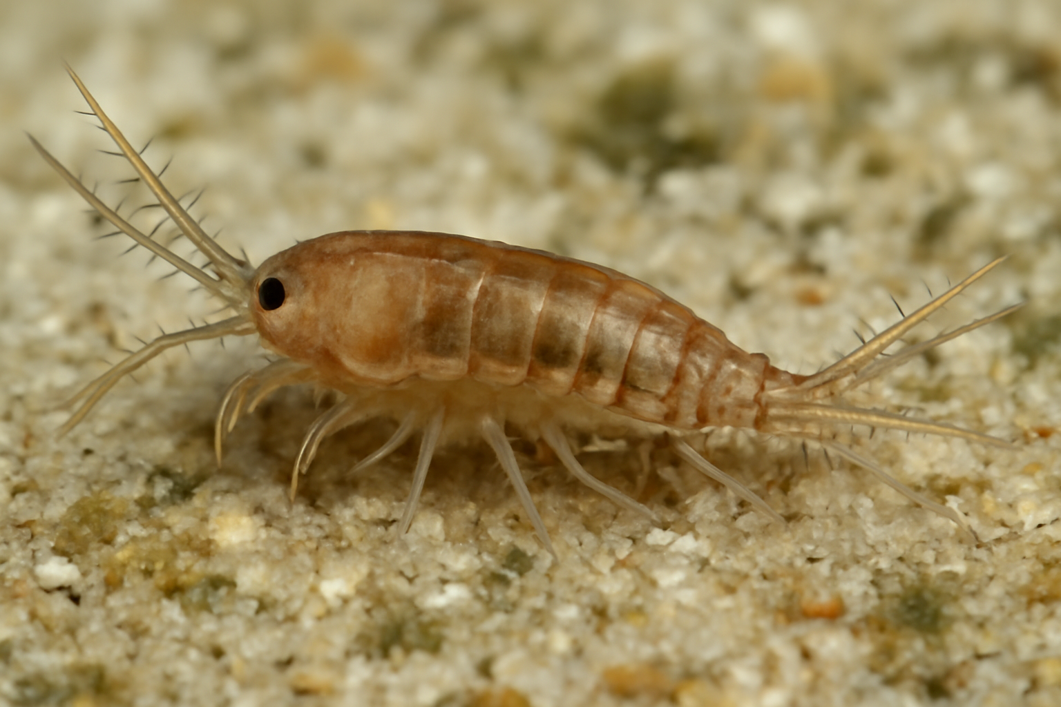 Nitocra spinipes