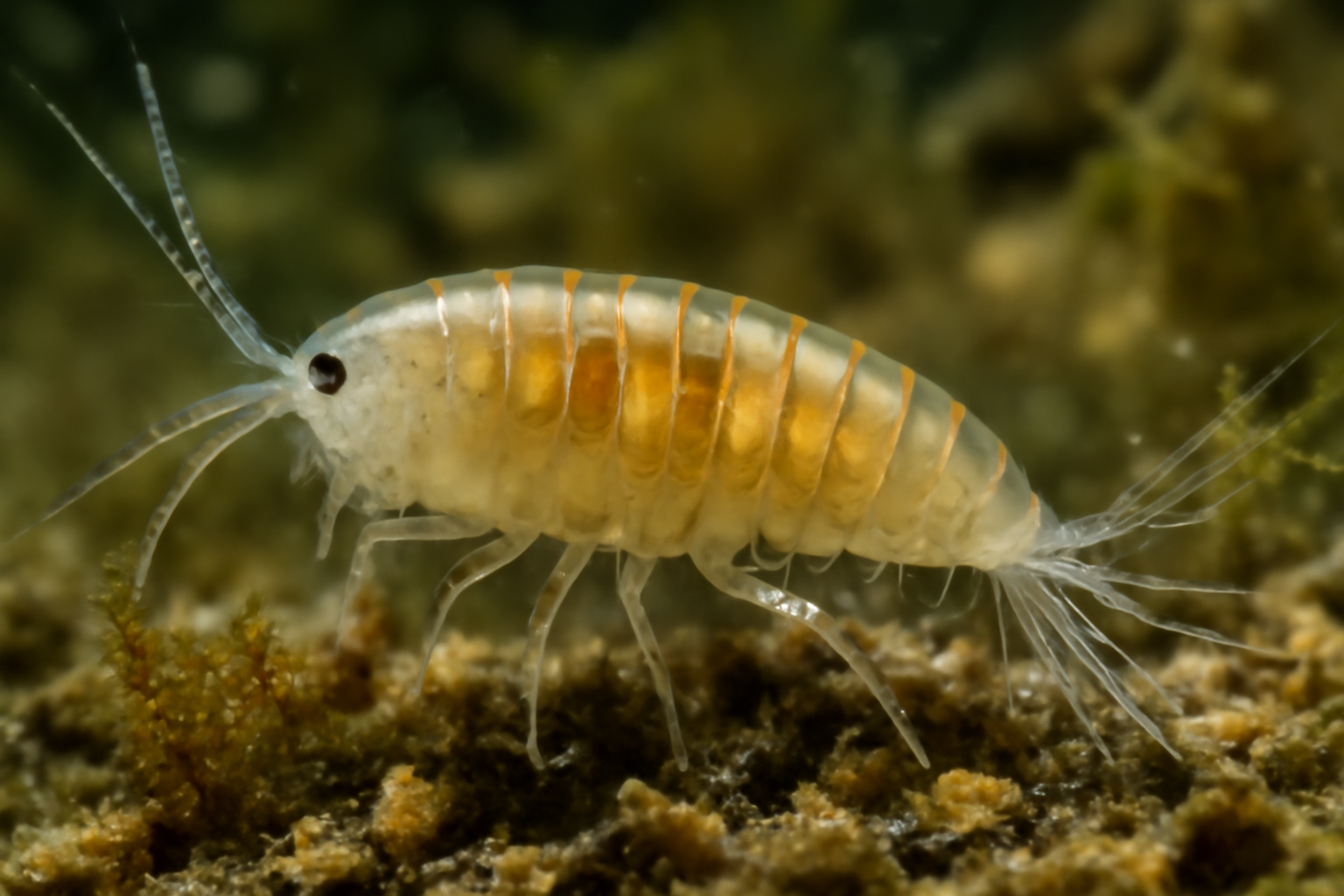 Nitocra lacustris