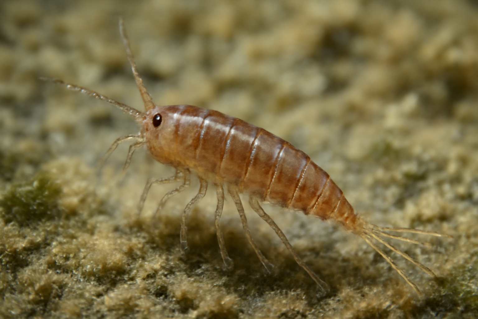 Nitocra hibernica