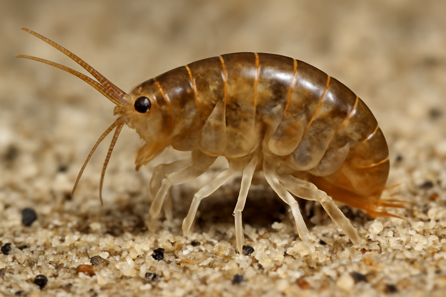 Mediterranean sand hopper
