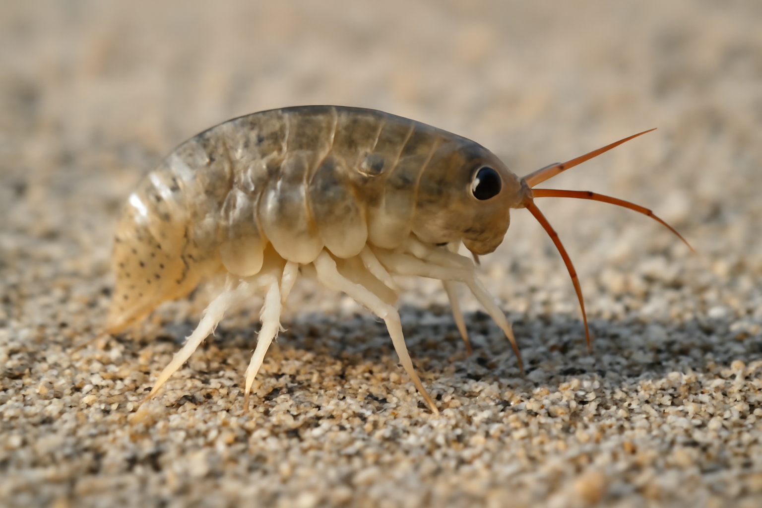 Atlantic sand hopper