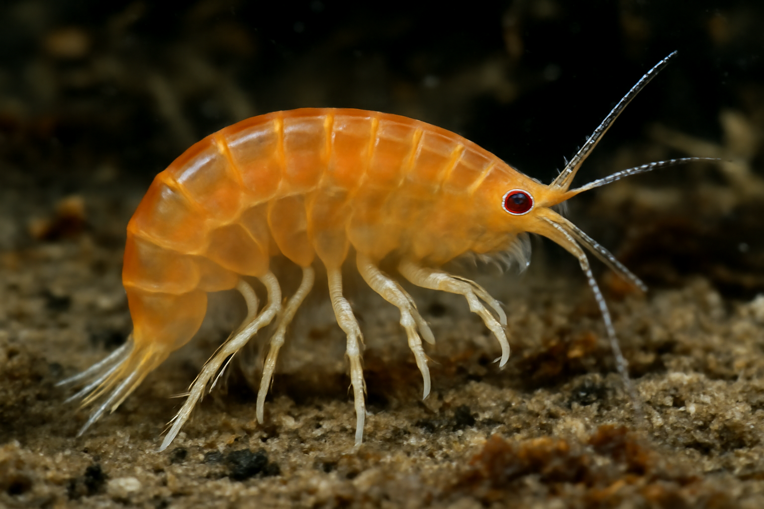 Pseudameira australiensis