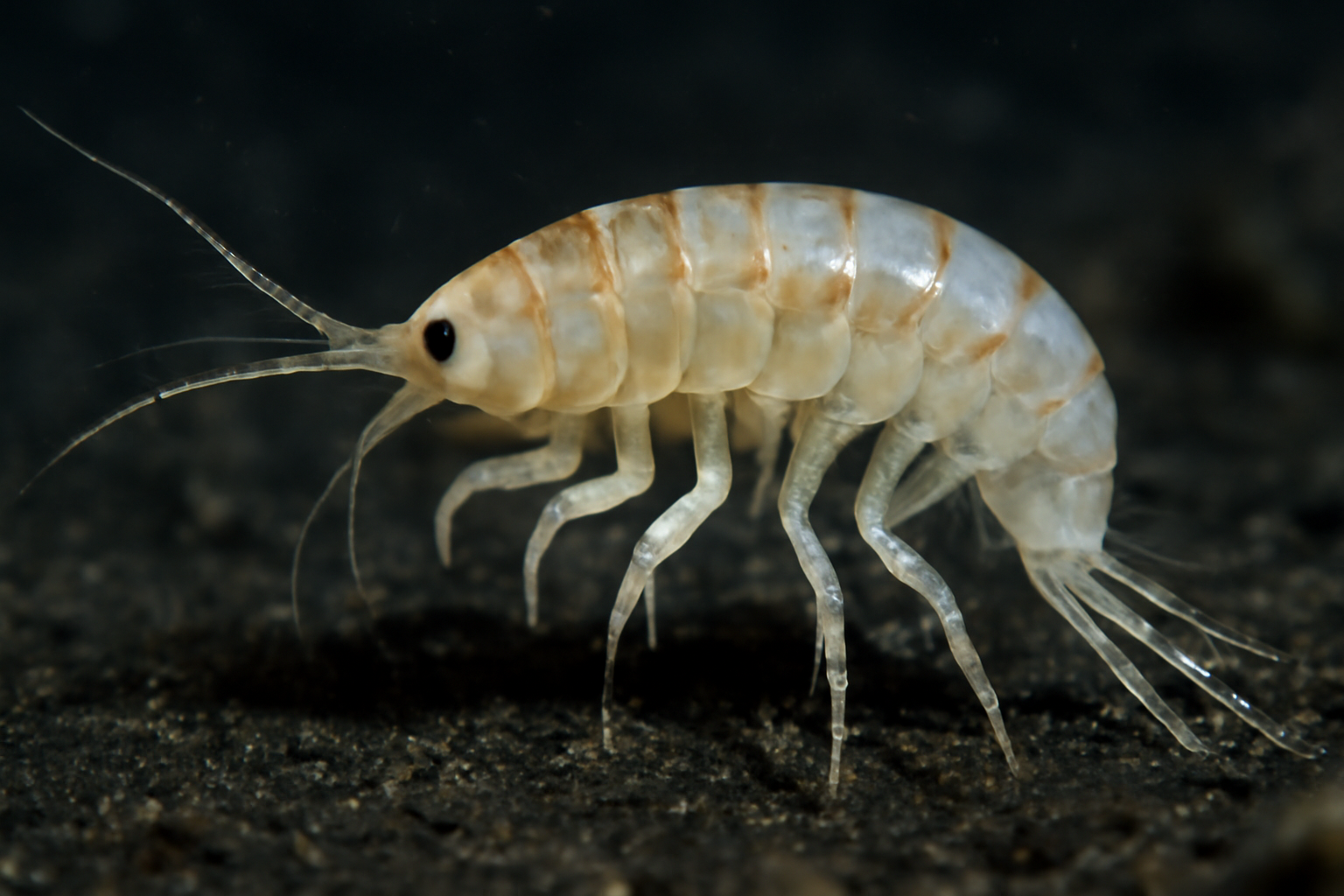 Pseudameira vanhoeffeni