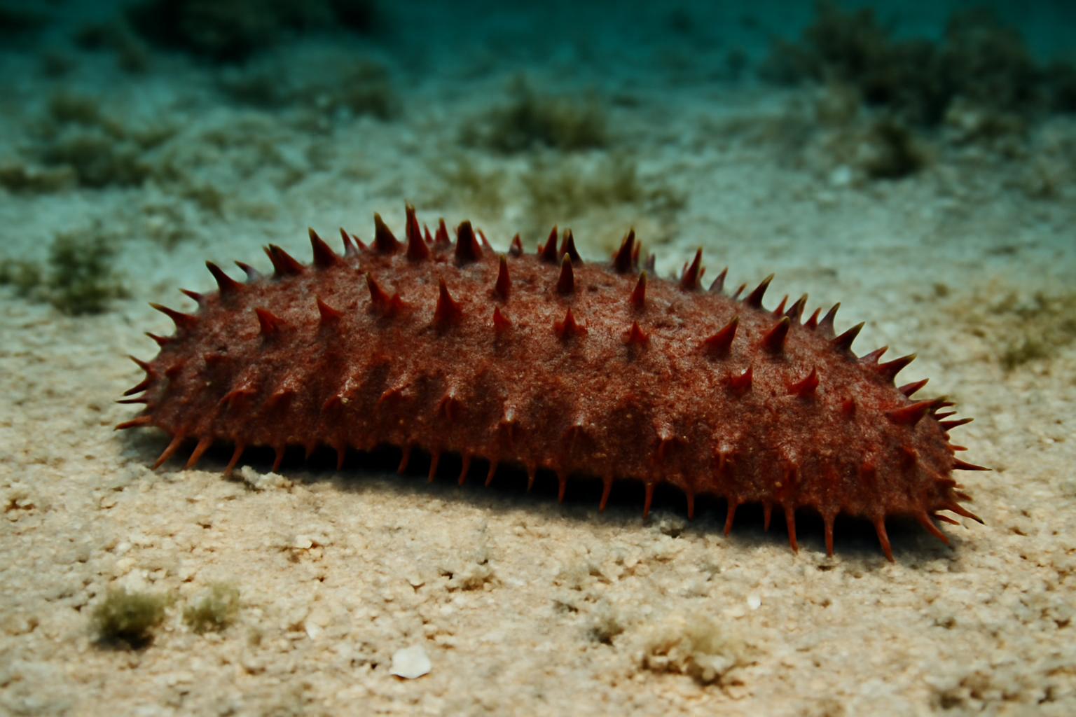 Florida Sea Cucumber