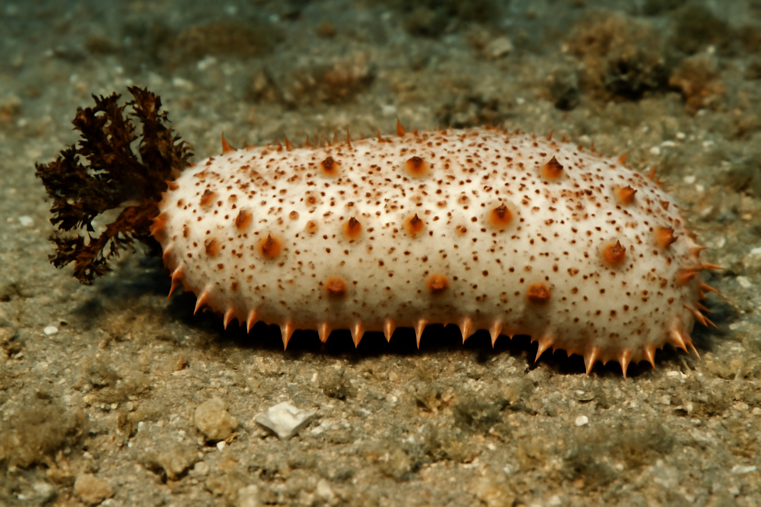One-Spotted Sea Cucumber