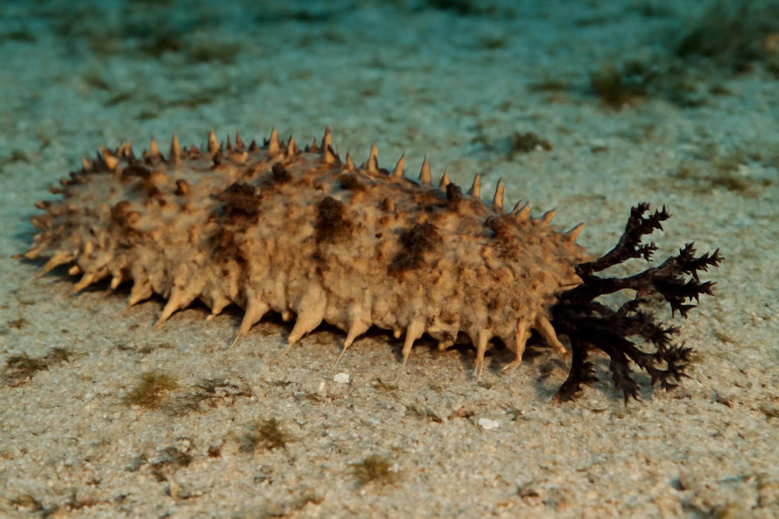 Common Sand Sea Cucumber