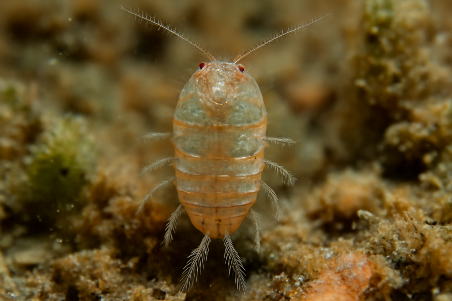Ectinosoma abrau