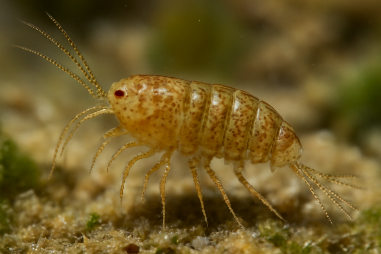 Heterolaophonte livingstonei