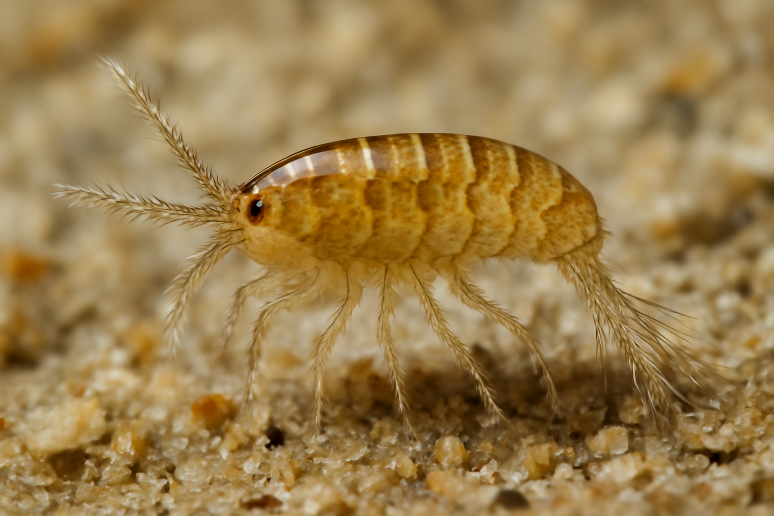Heterolaophonte appendiculata