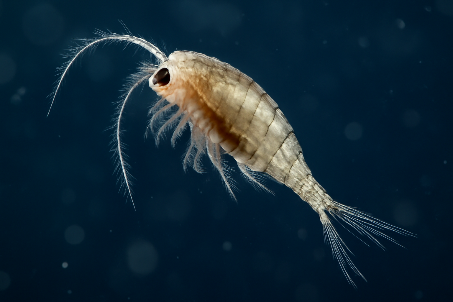 Microsetella norvegica