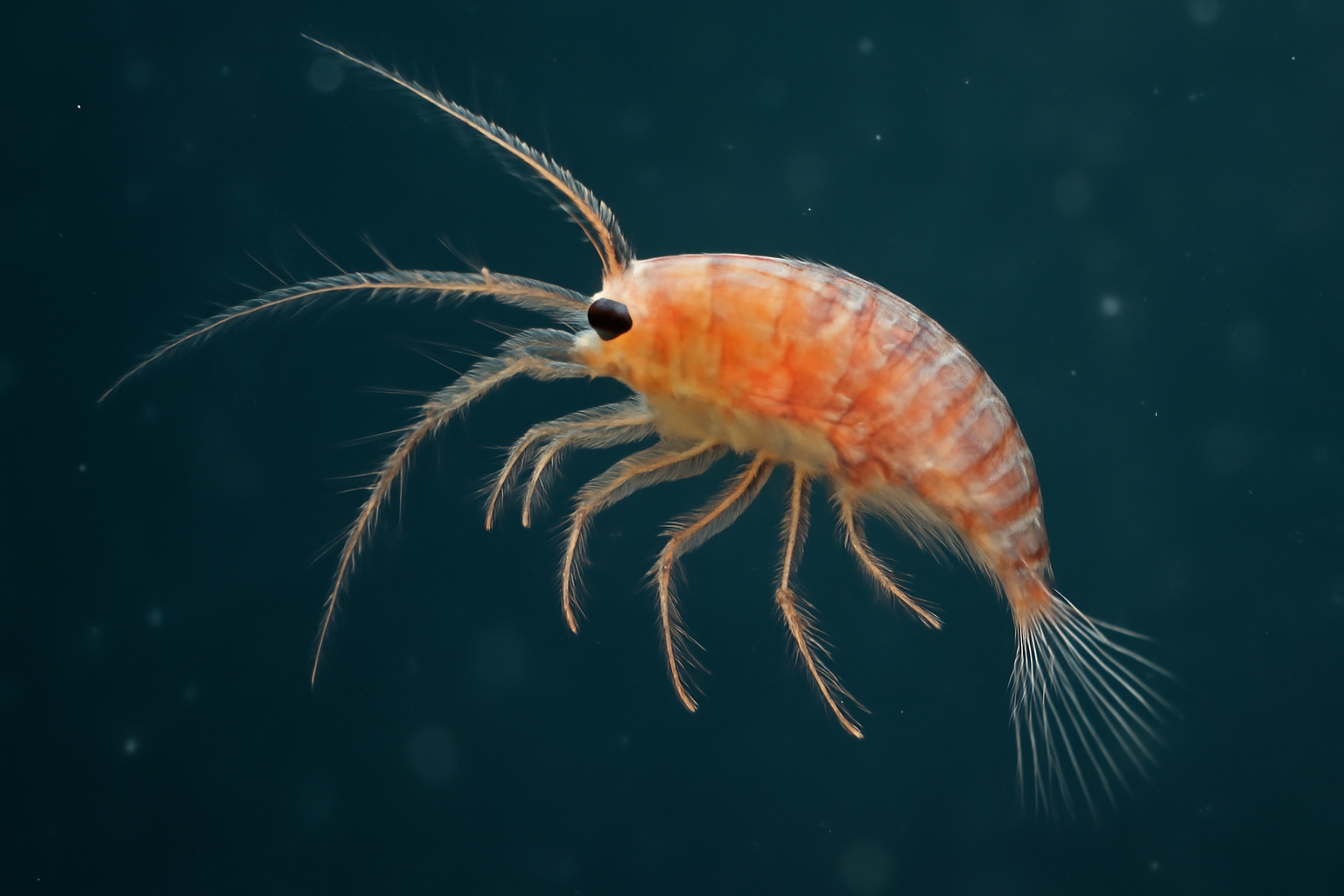 Microsetella rosea